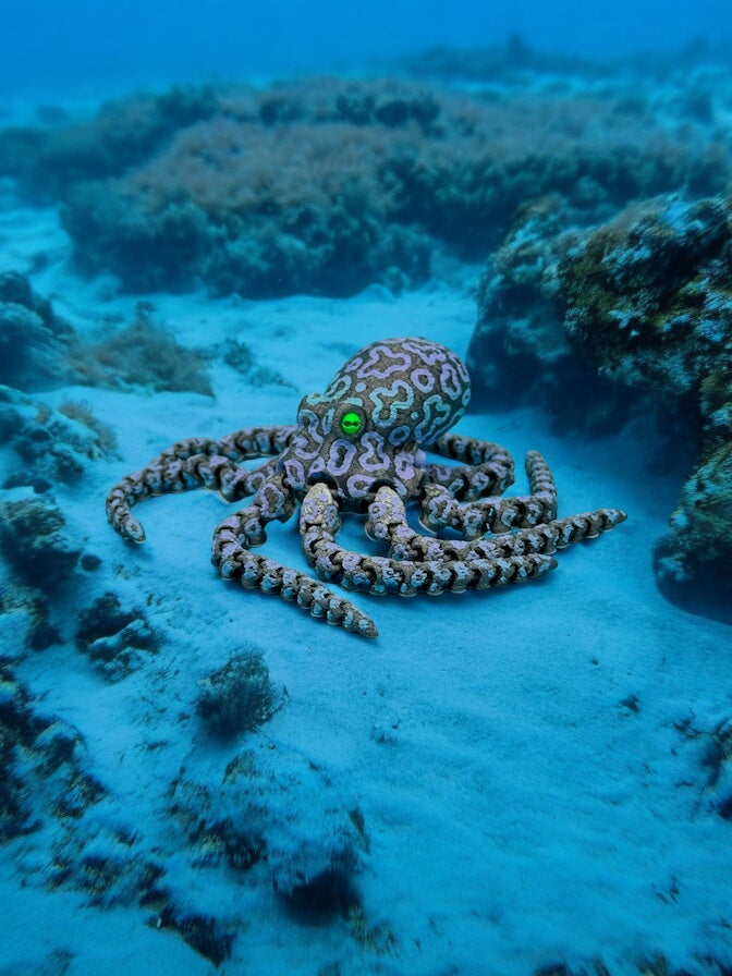 Octopus