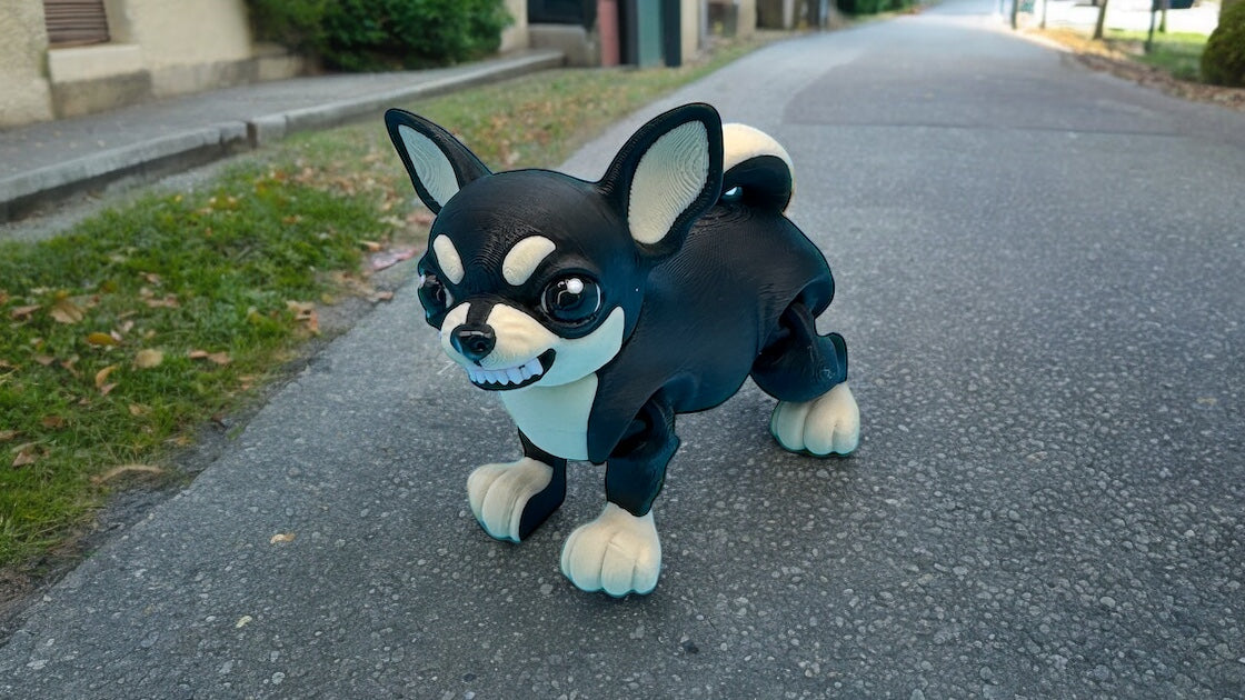 Chihuahua