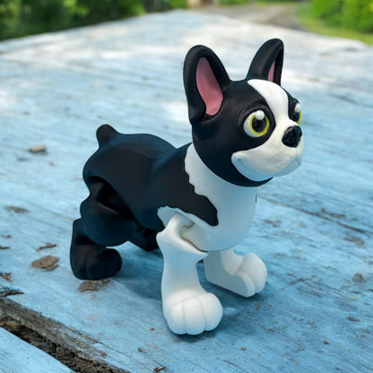 Boston Terrier