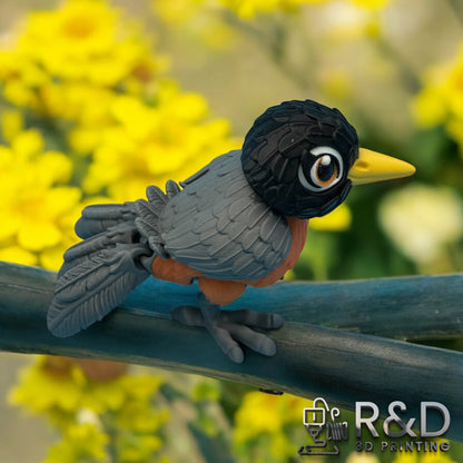American Robin