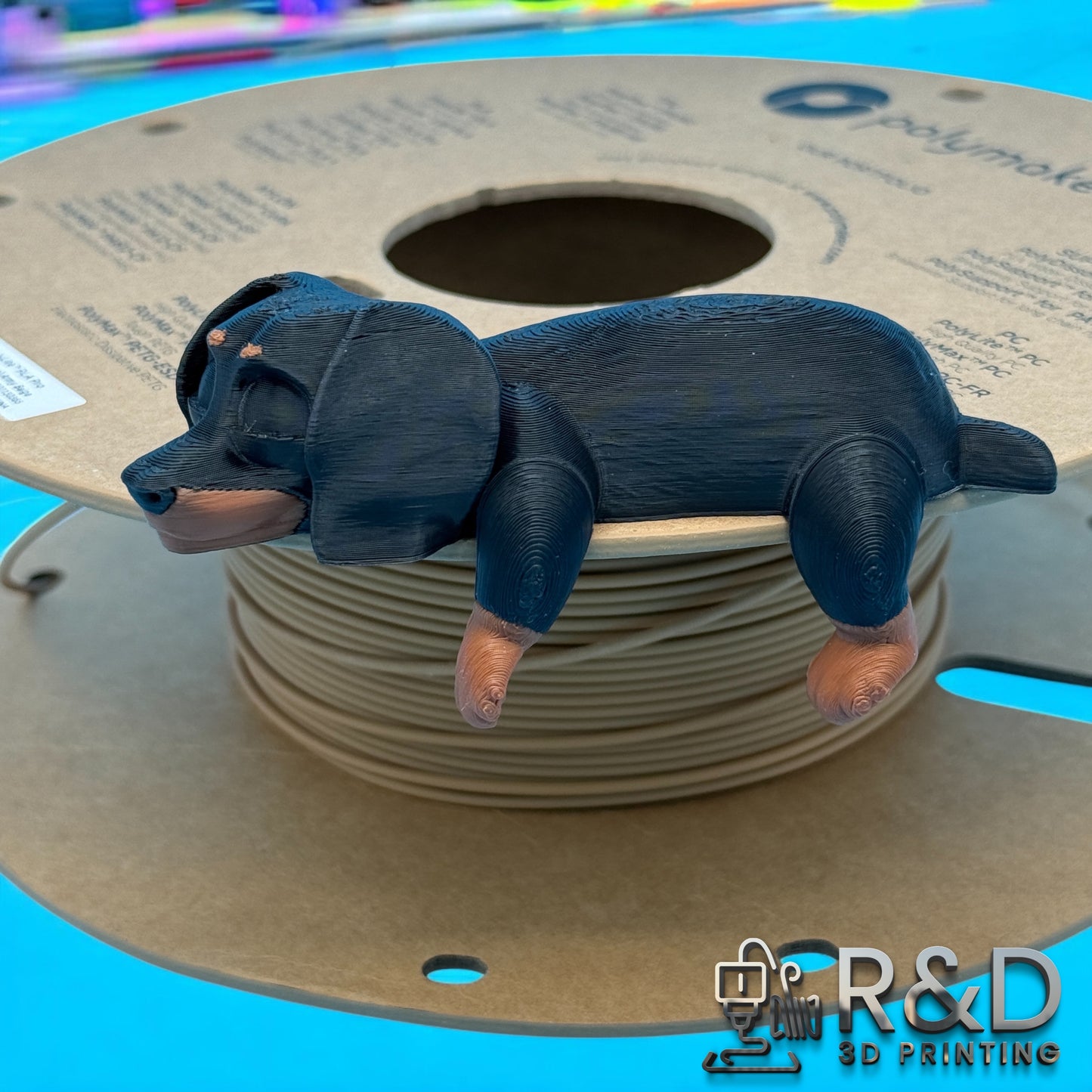 Shelf Dachshund