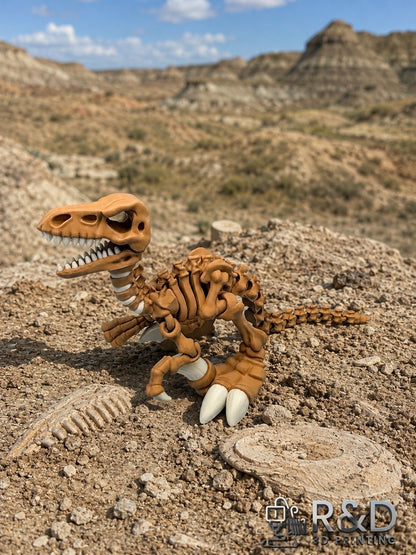 Dino Raptor Skeleton