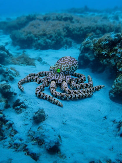 Octopus (large)