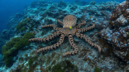 Octopus (large)