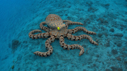 Octopus (large)